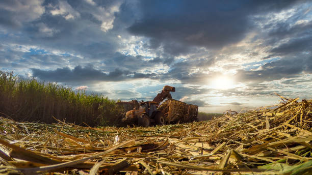 Sugar Manufacturers in Brazil